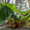 Rhubarbe plante en terre