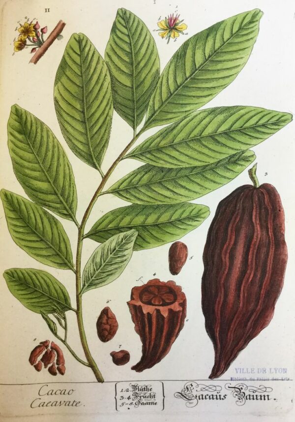 Planche botanique cacao