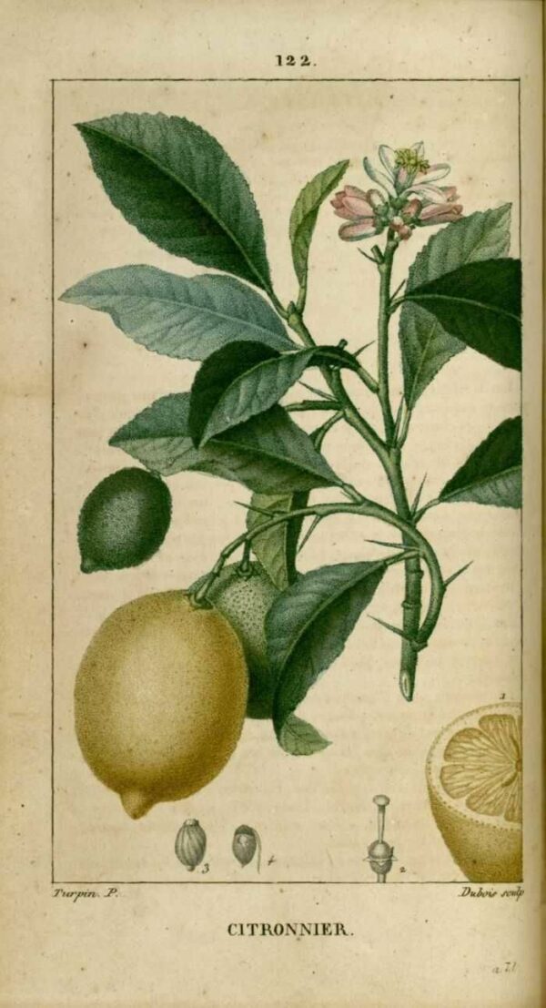 Planche botanique citron