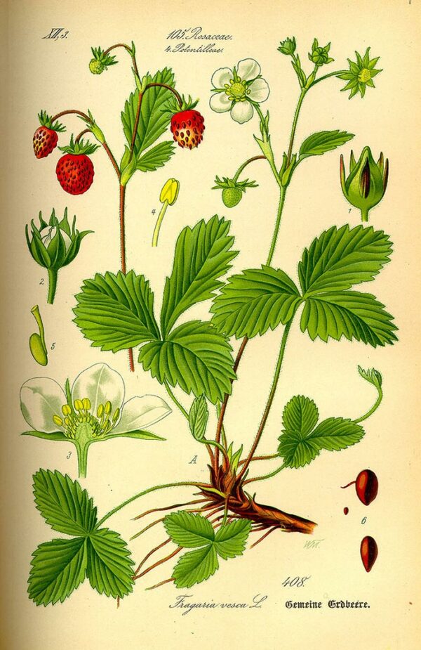 Planche botanique fraise