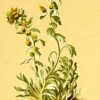 Planche botanique Génépi