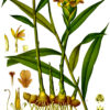Planche botanique gingembre