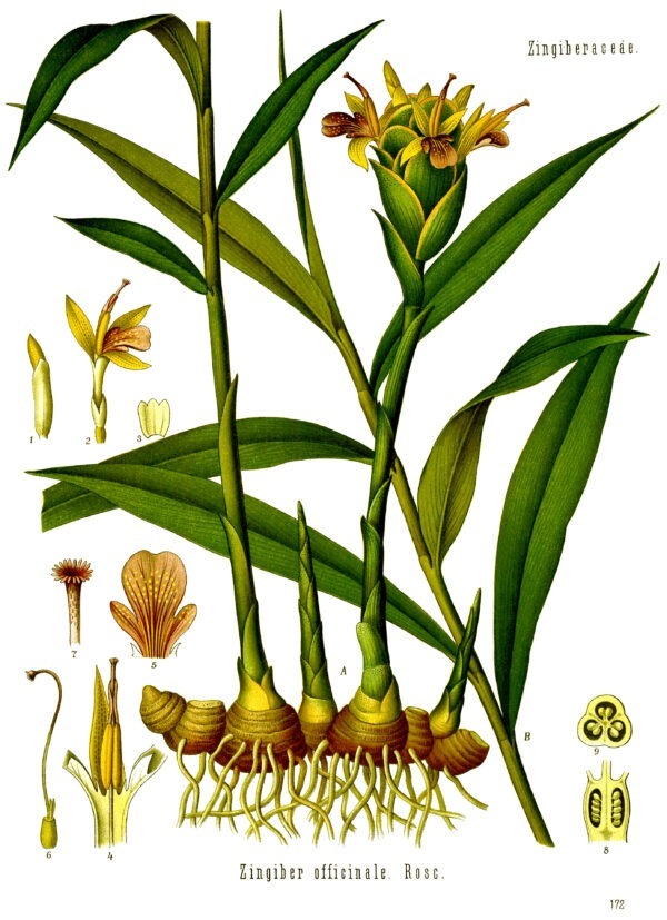 Planche botanique gingembre