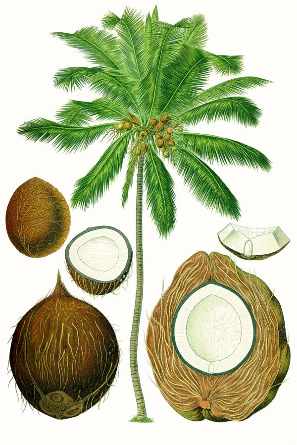 Planche botanique Noix de coco