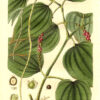 Planche botanique poivre