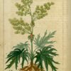 Planche botanique rhubarbe